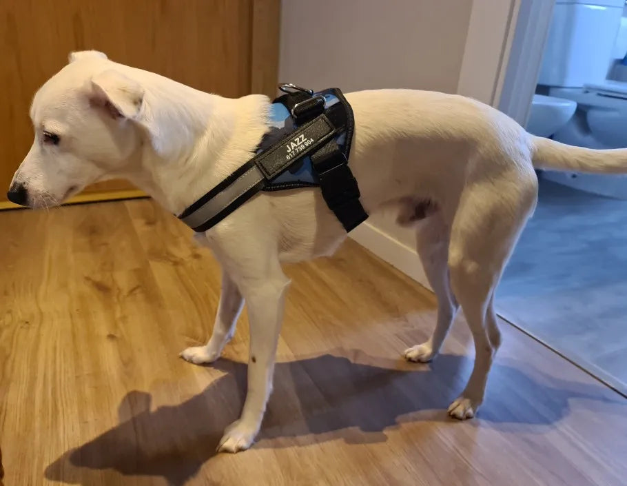 Customised Reflective Adjustable Dog Harness No Pull Breathable Pet Vest With ID Patch