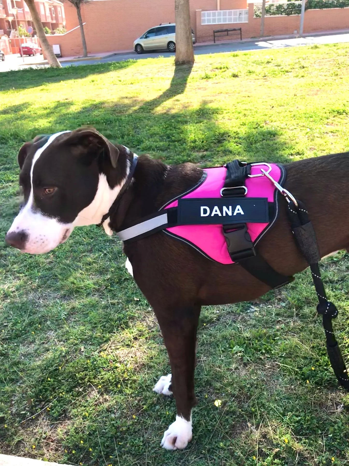 Customised Reflective Adjustable Dog Harness No Pull Breathable Pet Vest With ID Patch