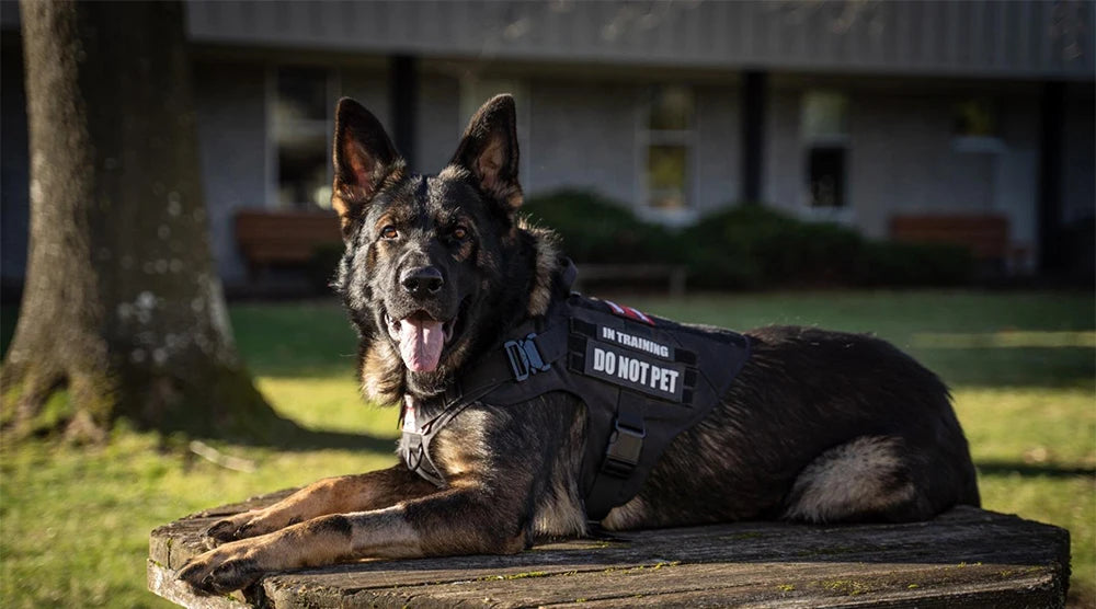 Military Tactical Dog Harness For German Shepherd Malinois French Bulldog
