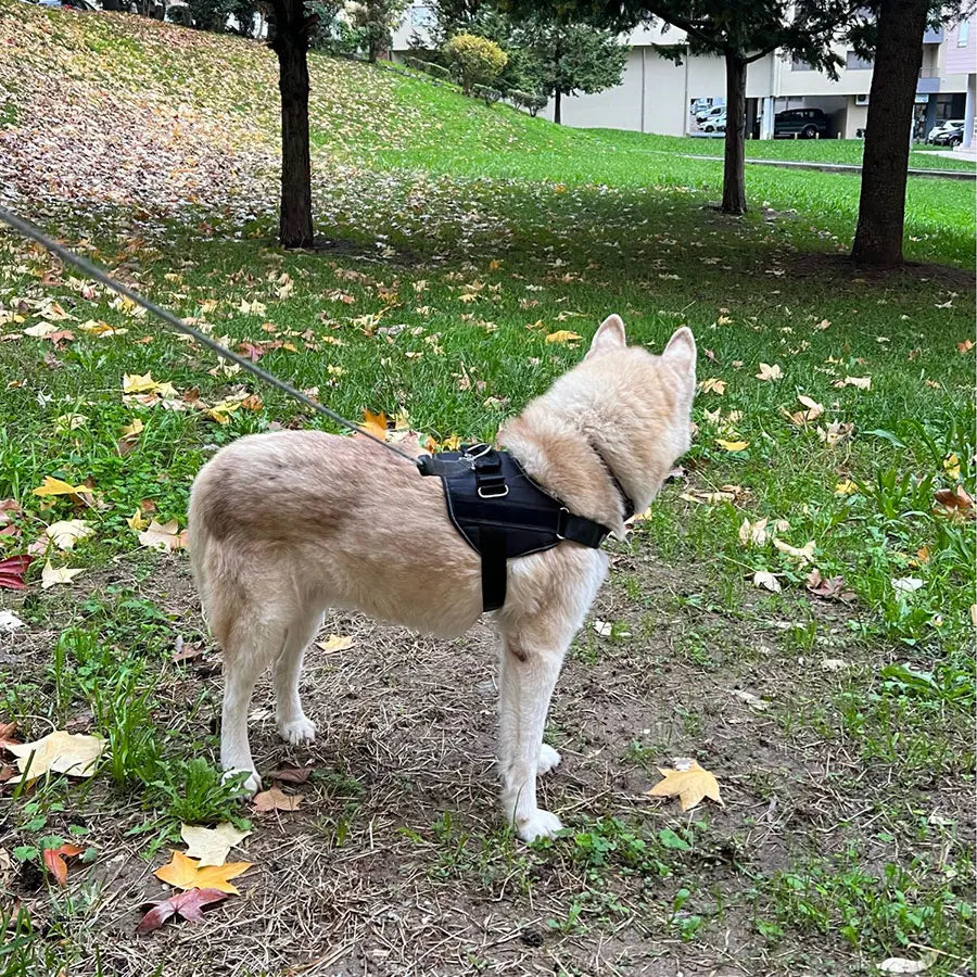 Customised Reflective Adjustable Dog Harness No Pull Breathable Pet Vest With ID Patch