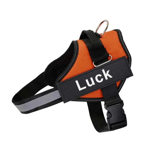 Why Your Dog Needs This Harness?